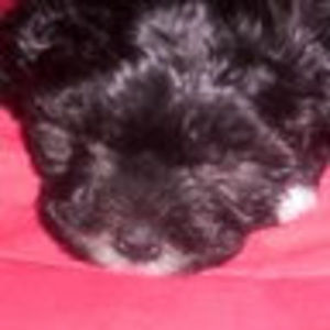 Meet your Posher, Mac